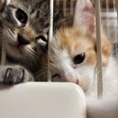 2ヶ月の子猫達