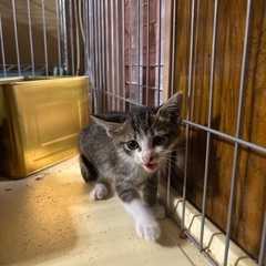2ヶ月の子猫達 - 里親募集