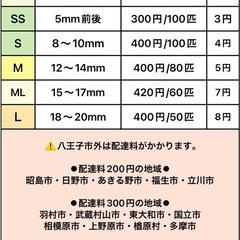 コオロギ・5mm前後：300円/100匹の画像
