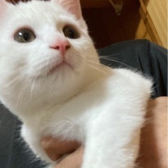 新しい家族を募集してます･:！