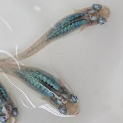 深海めだか　稚魚10匹