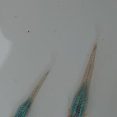 深海めだか　稚魚10匹の画像