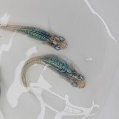 深海めだか　稚魚10匹の画像