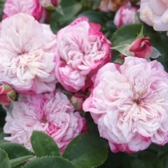 薔薇苗　パリス