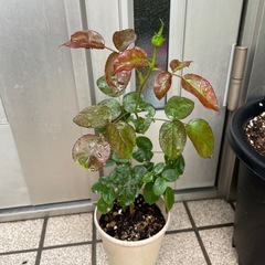 薔薇苗　パリスの画像