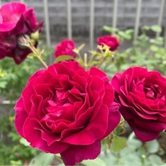 薔薇苗　オデュッセイア　　
