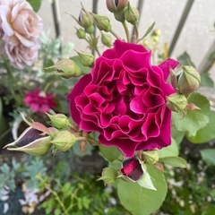 薔薇苗　オデュッセイア　　の画像