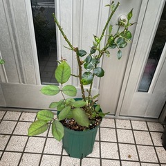 薔薇苗　オデュッセイア　　の画像