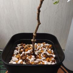 オペルクリカリア　パキプス　実生　Operculicarya pachypusの画像