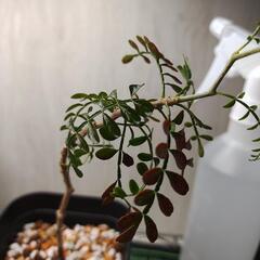 オペルクリカリア　パキプス　実生　Operculicarya pachypusの画像