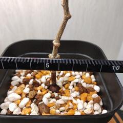 オペルクリカリア　パキプス　実生　Operculicarya pachypusの画像