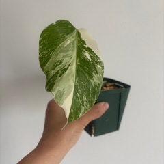 モンステラ　斑入り　ホワイトタイガー