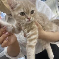スコティッシュ男の子 - 平塚市