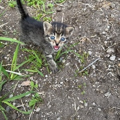 生後１ヶ月くらいの子猫