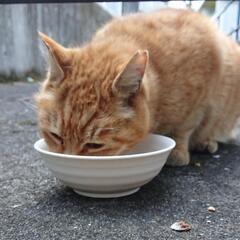 地域猫のご飯、おやつ😺