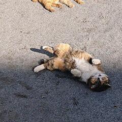 地域猫のご飯、おやつ😺 − 東京都