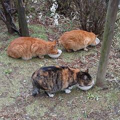 地域猫のご飯、おやつ😺 - 手伝って/助けて
