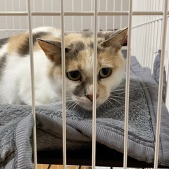 きれいな色の三毛猫【リズ♀】 - 野付郡