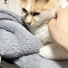 きれいな色の三毛猫【リズ♀】 - 里親募集