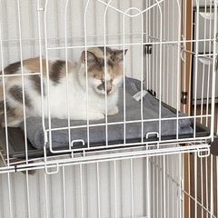 きれいな色の三毛猫【リズ♀】 - 猫