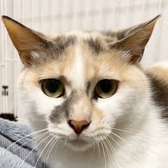 きれいな色の三毛猫リズ♀