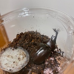 カブトムシ　♂♀