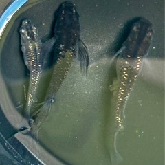 メダカ　ブラックダイヤ 針子〜若魚10匹

