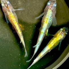 メダカ　花魁RLF  針子〜若魚10匹