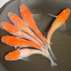 弁天紅白ラメ　有精卵100個+α 発送可能