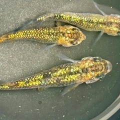 メダカ　サボラメRLF 針子〜若魚10匹