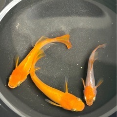 メダカ　篤姫　針子〜若魚　15匹