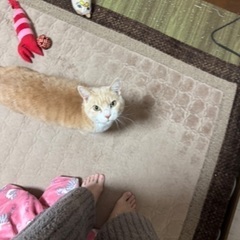 飼い主施設入所のため里親さん急募！ - 牛久市