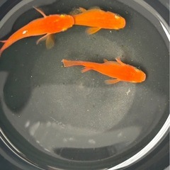 メダカ　楊貴妃　針子〜若魚　15匹