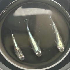 メダカ　ドラゴンブルー　針子〜若魚10匹