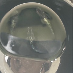 メダカ　ブルームーン　針子〜若魚10匹