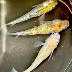 メダカ　夜桜　針子〜若魚　10匹