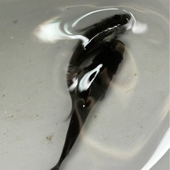 メダカ　オロチ　針子〜若魚　10匹