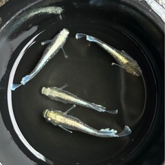 メダカ　クラウンテール×エメキン　針子〜若魚　10匹