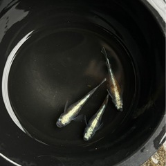 メダカ　三色体外光キッシング　白勝ち　針子〜若魚10匹