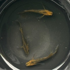 メダカ　竜章鳳姿　針子〜若魚　10匹