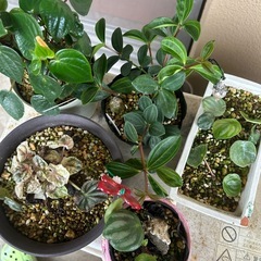 激安！！！ペペロミア　全種
