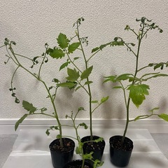 植物　トマト苗