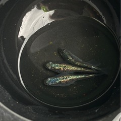 メダカ　ネプチューン　針子〜若魚　10匹