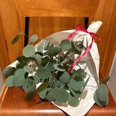 ユーカリ【期間限定】の画像