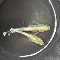 メダカ　MDS天女の舞　針子〜若魚10匹　