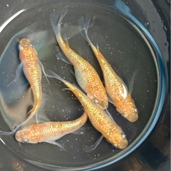 メダカ　蜜柑RLF 針子〜若魚　10匹