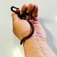 タカチホヘビ　岐阜県から