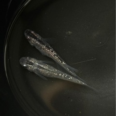 メダカ　クラウドグレーダイヤ　針子〜若魚　10匹