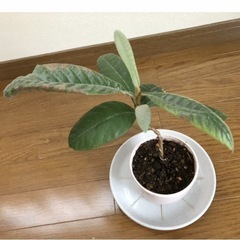 決まりました　枇杷の木　観葉植物