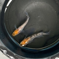 メダカ　孔雀明王　針子〜若魚　10匹